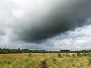 Astley Moss by Dave Steel
