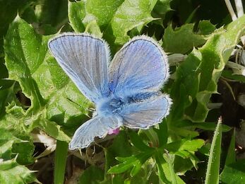 Common blue butterfly by Dave Steel