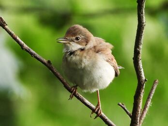 Whitethroat by Dave Steel