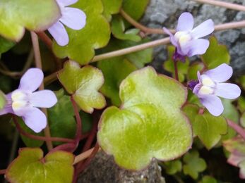Ivy-leaved toadflax flowers
