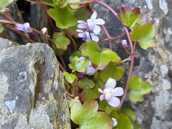 Ivy-leaved toadflax growing in a stone wall
