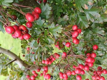 Clusters of red berries on a hawthorn plant