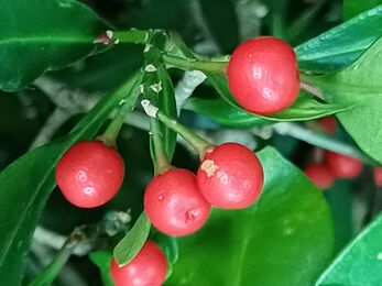 A close up of a bunch of red berries growing on a skimmia plant