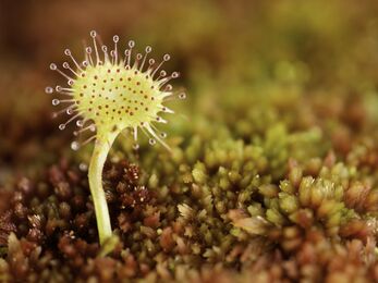 Greater sundew Drosera anglica, close-up