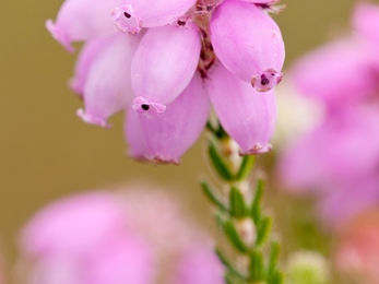 Cross-leaved heath in flower with delicate pink flower heads