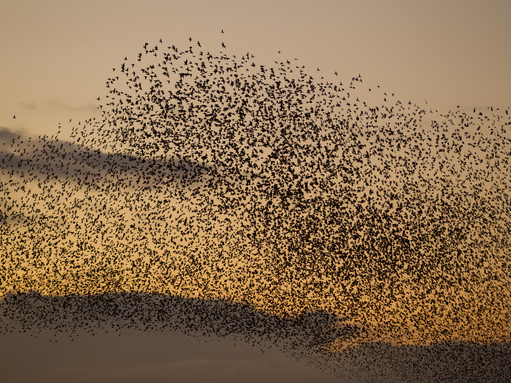 Murmuration of Starlings