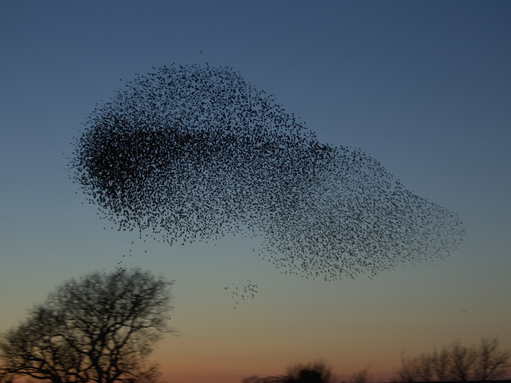 A murmuration of starlings flying over trees at sunet