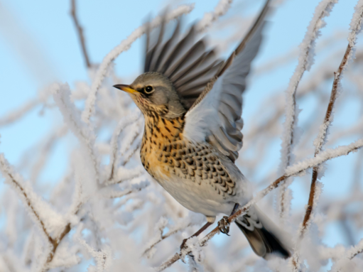 Winter Migration Guide – Migratory birds to spot this winter | The ...