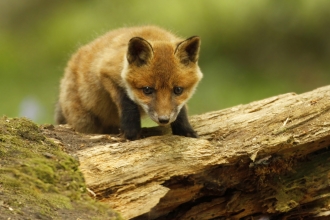 Communal living and screams in the night: The secret lives of foxes | The  Wildlife Trust for Lancashire, Manchester and North Merseyside
