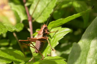 Dark Bush-cricket