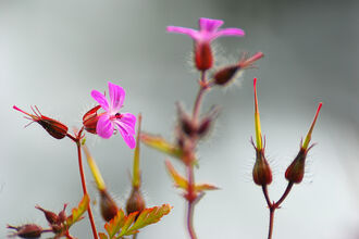 Herb-Robert