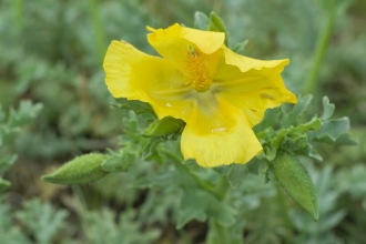 Wildflowers The Wildlife Trust For Lancashire Manchester And North Merseyside
