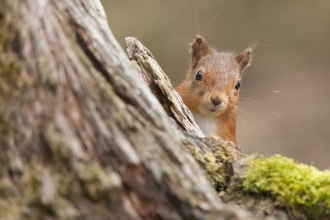 Red squirrel 