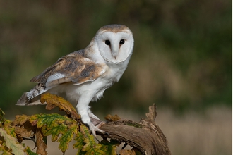 Barn owl by Peter Smith