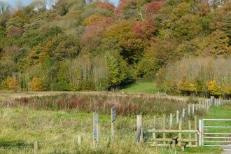 The ancient trees of Boilton and Red Scar Woods from the footpath at Brockholes