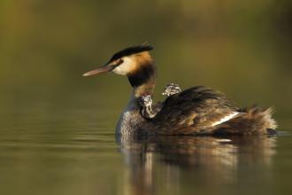 A great crested grebe swimming with two small chicks on its back