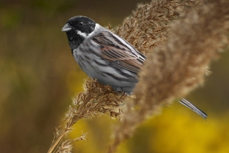 A reed bunting perched on reeds in front of yellow flowers at Holiday Moss