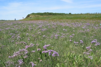 Barnaby's Sands and Burrows Marsh