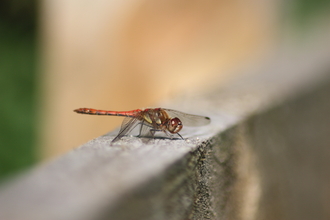 A dragonfly