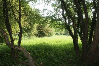 A sunny clearing at Cop Lane nature reserve