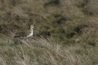 A golden plover at Highfield Moss nature reserve