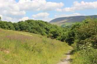 Wildflowers lining a footpath that leads to a woodland watched over by Pendle Hill