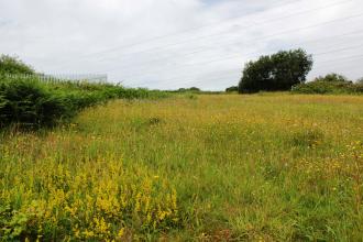 A field of wildflowers at Heysham Nature Reserve