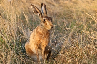 Brown hare sitting in golden molinia grass on a dry section of mossland