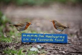 feeding birds, robins, vine house farm