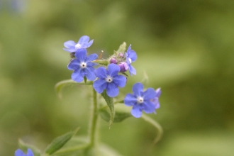 Purple wildflowers at Pleasington Old Hall Wood