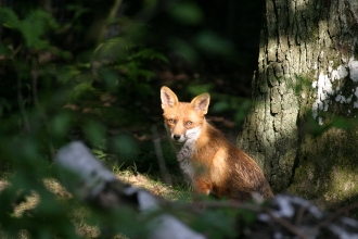 A fox sits in a sunny patch of woodland at Willow Farm Wood