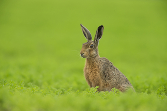 A brown hare sitting in a bright green field
