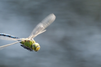 An emperor dragonfly flying over a body of water