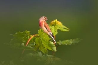 A male linnet perched on a twig at the top of a bush