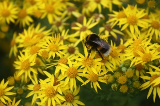 White Tailed Bumblebee
