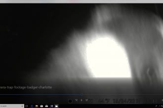 Badger on Trail Camera