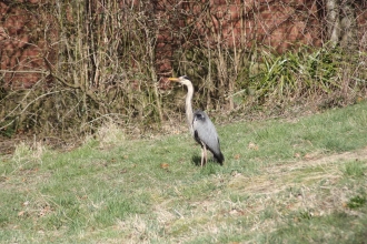 Heron