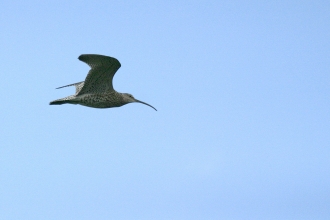 Curlew in Flight