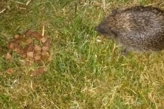Hedgehog In The Road
