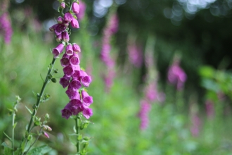Foxglove