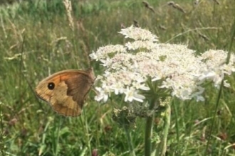 Meadow Brown
