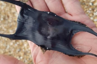 Eggcase