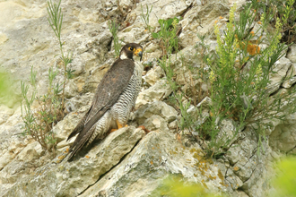 A peregrin falcon perched on a cliff