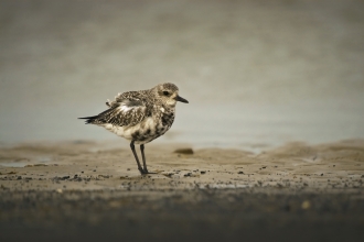 Grey Plover