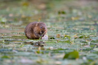 A water vole sitting in a pond and eating vegetation