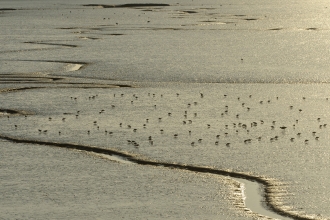 Estuary Landscape
