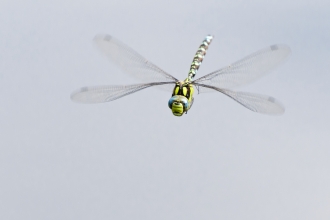 Southern Hawker Dragonfly