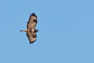 buzzard