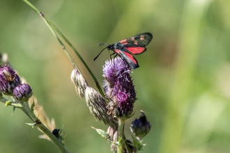 Burnet Moth on Thistle