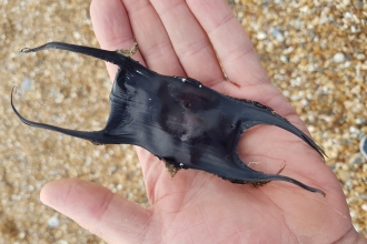 Egg case